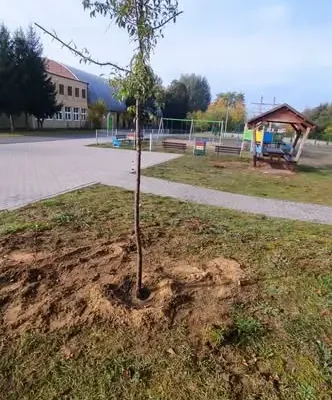 Gmina Zwierzyn sadzi 240 drzew miododajnych. Uczniowie w akcji